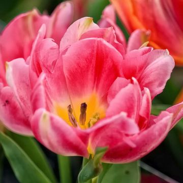 Tulipa Peach Blossom- Double Early Tulip