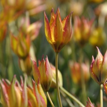 Tulipa orphanidea 'Flava'