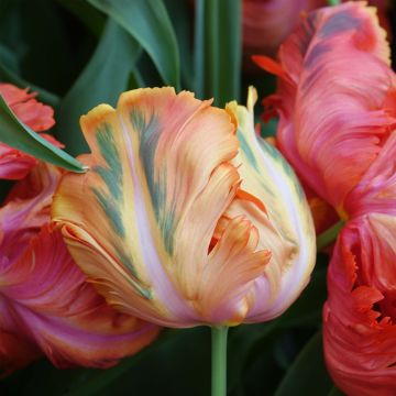 Tulipa Avignon Parrot