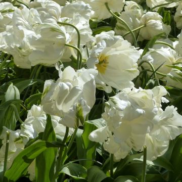 Tulipa Madonna - Parrot Tulip