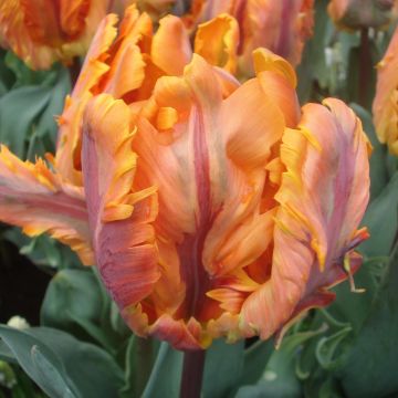 Tulipa Princess Irene Parrot - Parrot Tulip