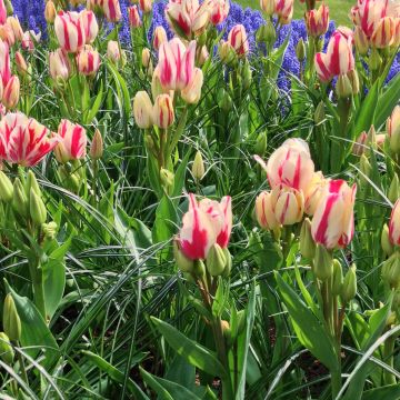 Tulipa Flaming Club