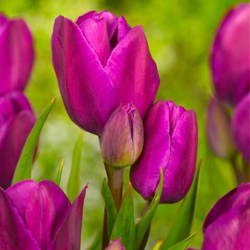Tulipa 'Purple Bouquet'