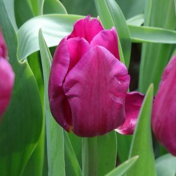 Tulipa 'Purple Elegance'