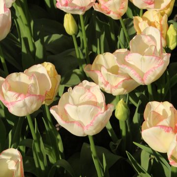 Tulipa Rosy Bouquet - Mutliple flowering Tulip