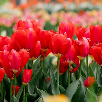 Tulipa Kingsblood - Early simple Tulip