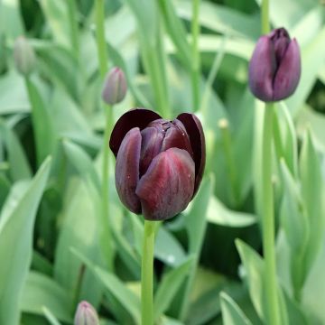 Tulipa Queen of the Night - Early simple Tulip