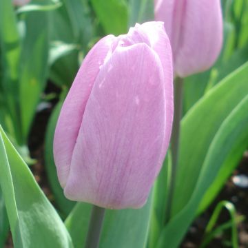 Tulipa Candy Prince