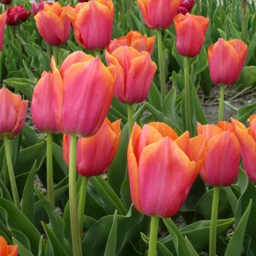 Tulipa 'Angela Merkel'