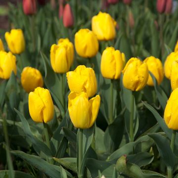 Tulipa 'Avocado'