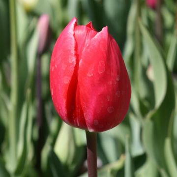 Tulipa Bastogne - Triumph Tulip
