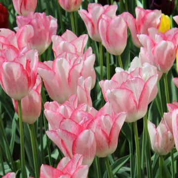 Tulipa Beauty Trend