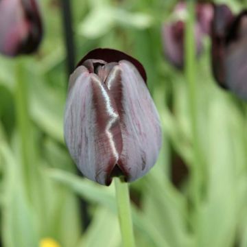 Tulipa 'Black Charm'