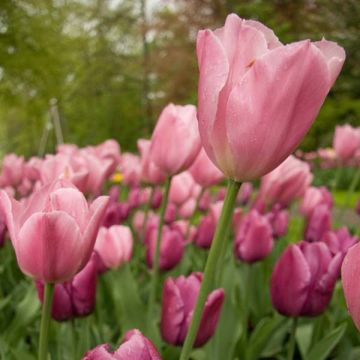 Tulipa Early Glory