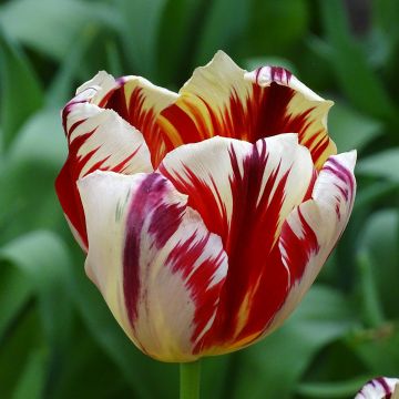 Tulipa Grand Perfection - Triumph Tulip