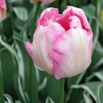 Tulipa 'New Design' (Triumph)