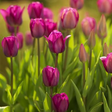 Tulipa Roussillon - Triumph Tulip