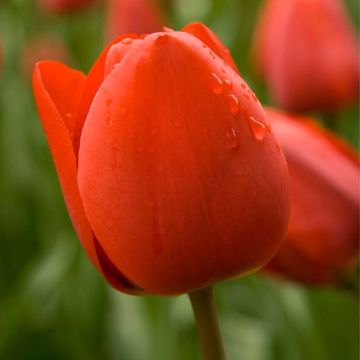 Tulipa Sevilla - Triumph Tulip