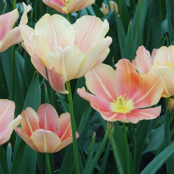 Tulipa 'Stunning Star'