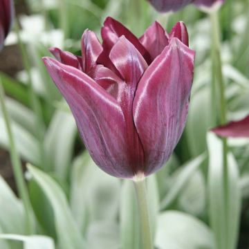 Tulipa Havran