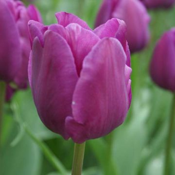 Tulipa Negrita - Triumph Tulip