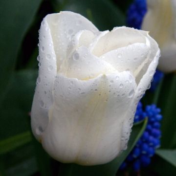 Tulipa 'Calgary'