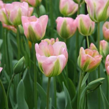 Tulipa viridiflora Greenland