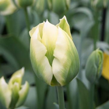 Tulipa viridiflora Spring Green