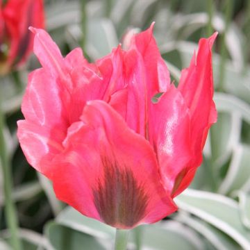 Tulipa viridiflora Esperanto