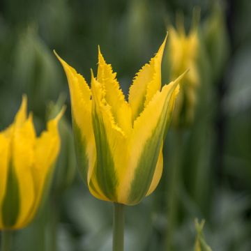 Tulipa viridiflora Green Mile