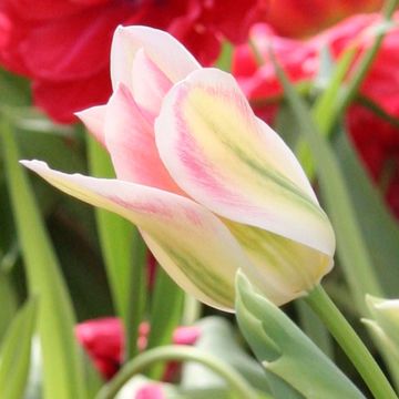 Tulipa Florosa