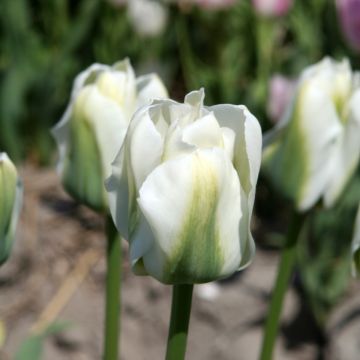 Tulipa viridiflora Twilight Princess