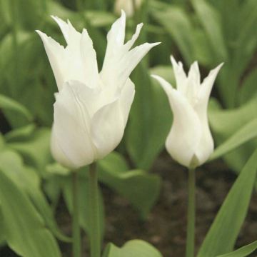 Tulipa White Triumphator