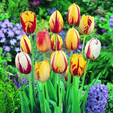 Tulipa Rembrandt Mix