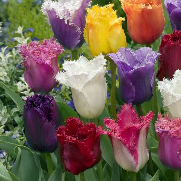 Tulipa crispa Mix - Fringed Tulip