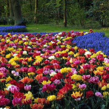 Tulipa Murillo Mix- Double Early Tulip