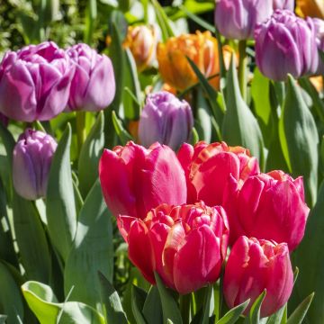 Tulipes doubles tardives en mélange