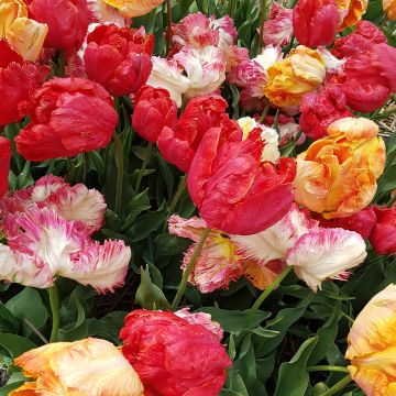 Tulipa Parrot Mix