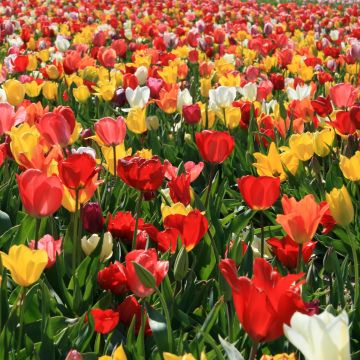 Tulipa Mix