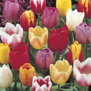 Tulipa Mix - Triumph Tulip