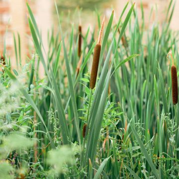 Typha angustifolia - Narrowleaf Cattail