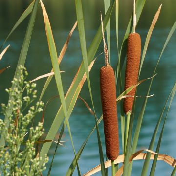 Typha latifolia, Massette