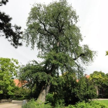 Ulmus carpinifolia Pendula - Elm