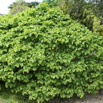 Ulmus glabra Nana - Elm