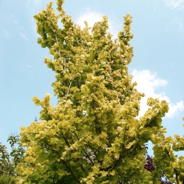 Ulmus x hollandica Wredei - Elm