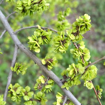 Ulmus pumila - Elm