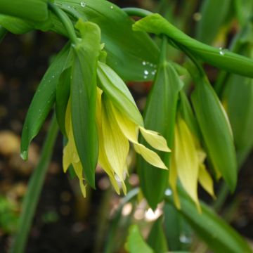 Uvularia grandiflora var. pallida 