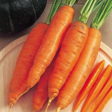 Carrot Bangor seeds - Daucus carota