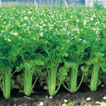 Giant Pascal Celery - Apium graveolens