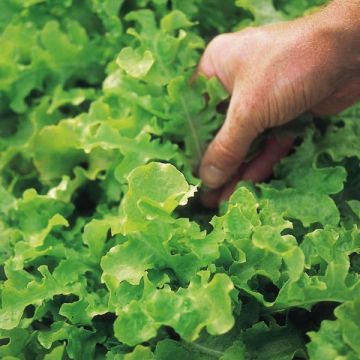 Salad Bowl green and red mixed Lettuce - Lactuca sativa